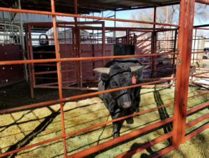 Corriente Steers for Sale